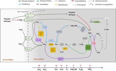 Frontiers | A Synthesis Of Viral Contribution To Marine Nitrogen Cycling